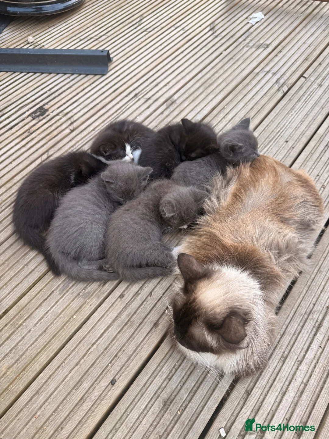 Mixed Breed cats for sale: Ragdoll / British Short Hair Kittens For Sale £100 - Advert 2