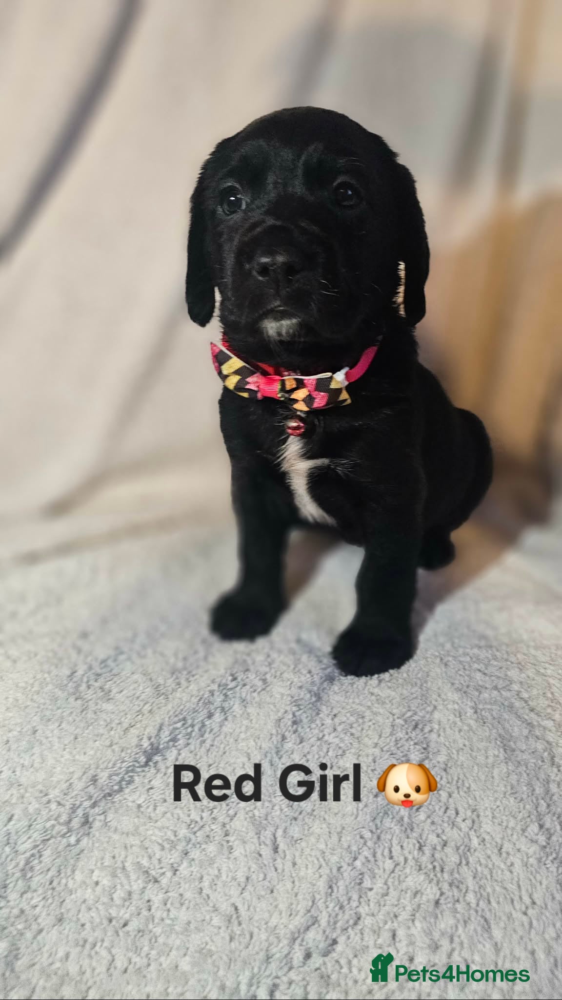 Springador dogs 🌟 7 Stunning Springador Puppies 🌟 - Advert 3