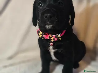 Springador dogs 🌟 7 Stunning Springador Puppies 🌟 - Advert 3