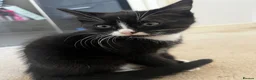 Mixed Breed cats for sale: 4x kittens for sale - Advert 3