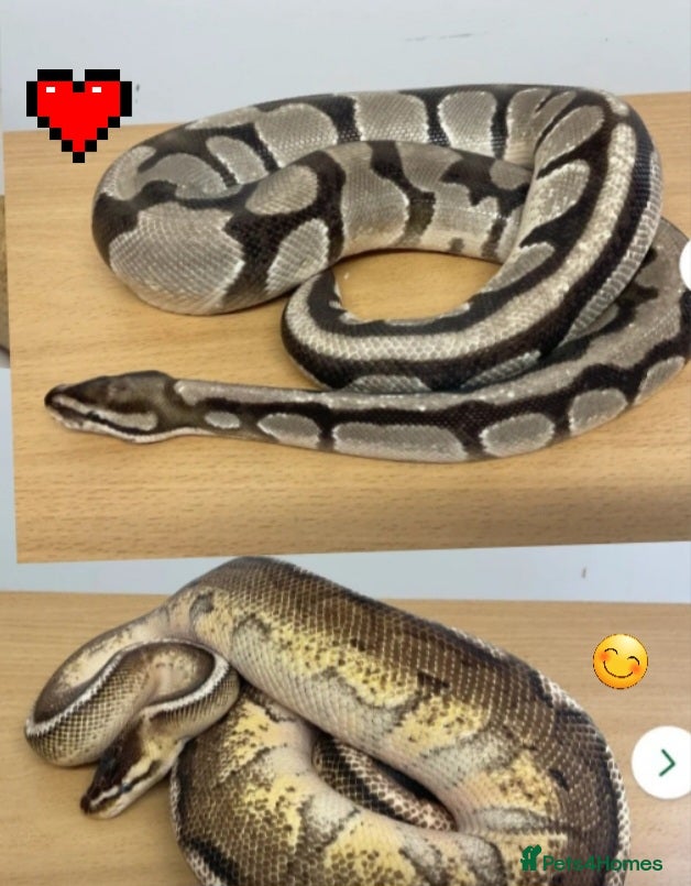 Python Snake reptiles ROYAL/ BALL PYTHONS - PROVEN MALES  - Advert 5