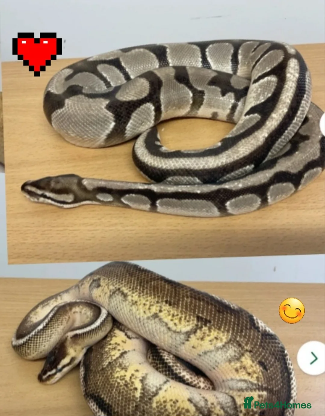 Python Snake reptiles for sale: ROYAL/ BALL PYTHONS - PROVEN MALES  - Advert 1