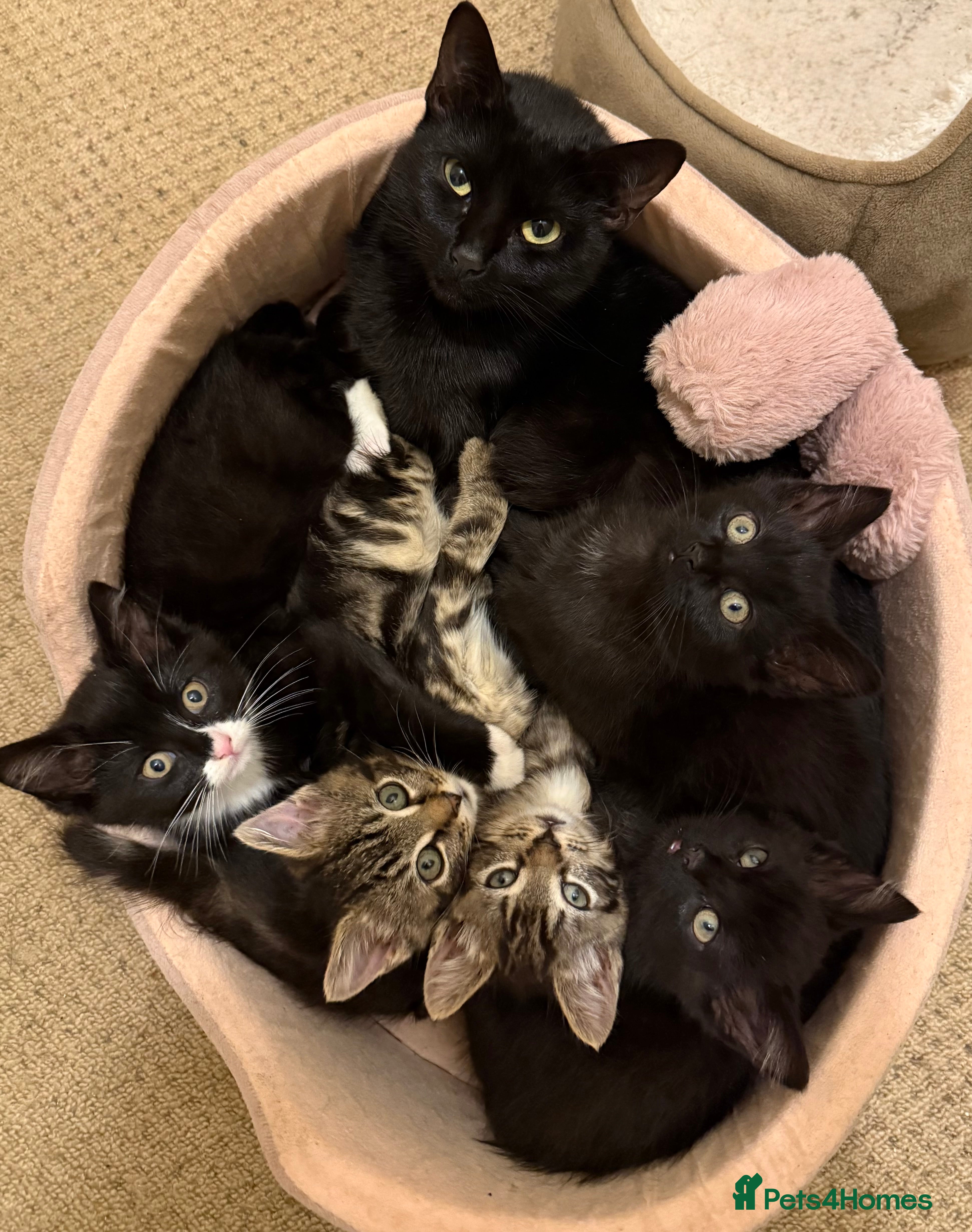 Mixed Breed cats 10-Week-Old Playful Kittens Seeking Loving Homes - Advert 4