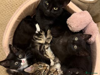 Mixed Breed cats 10-Week-Old Playful Kittens Seeking Loving Homes - Advert 3