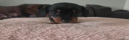 Miniature Dachshund dogs for sale: Miniature Dachshunds - Advert 25