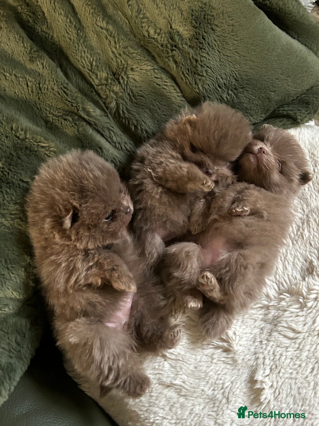 Pomeranian dogs for sale: Rare lavender Pomeranian puppy’s  - Advert 6