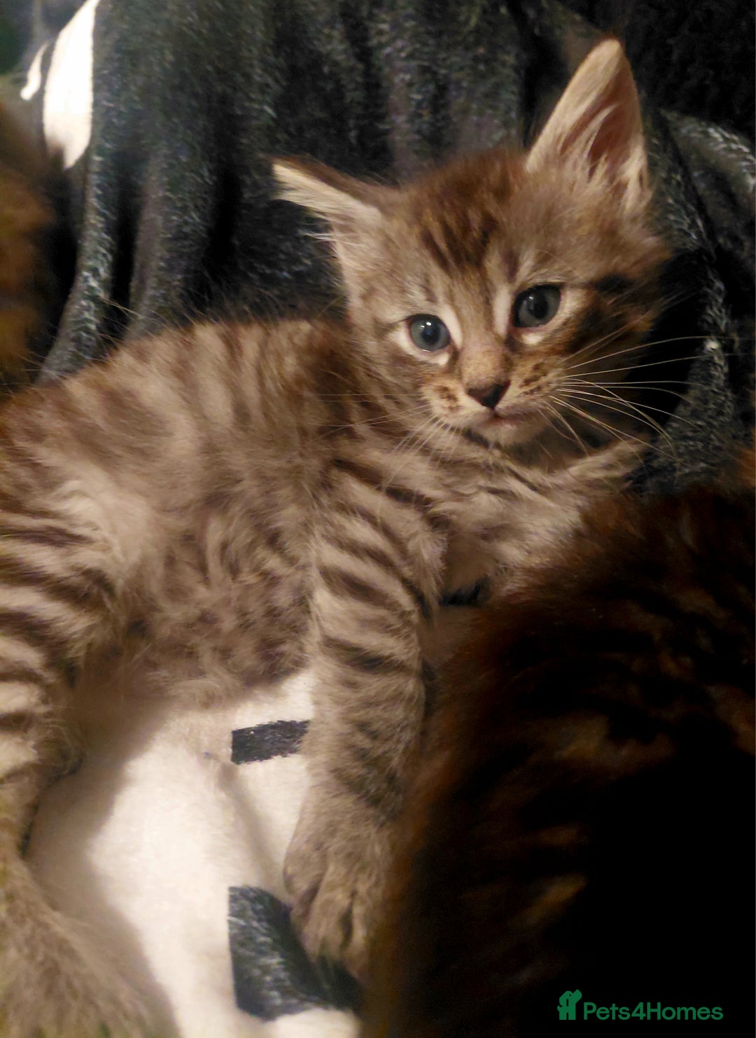 Maine Coon cats for sale: Maine Coon kittens  - Advert 5