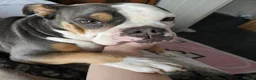 Olde English Bulldogge dogs for sale: Beautiful Lady  - Advert 4