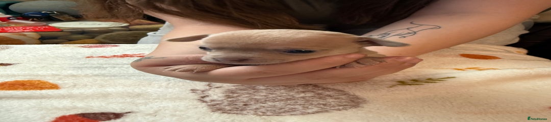 Chihuahua Puppy 5