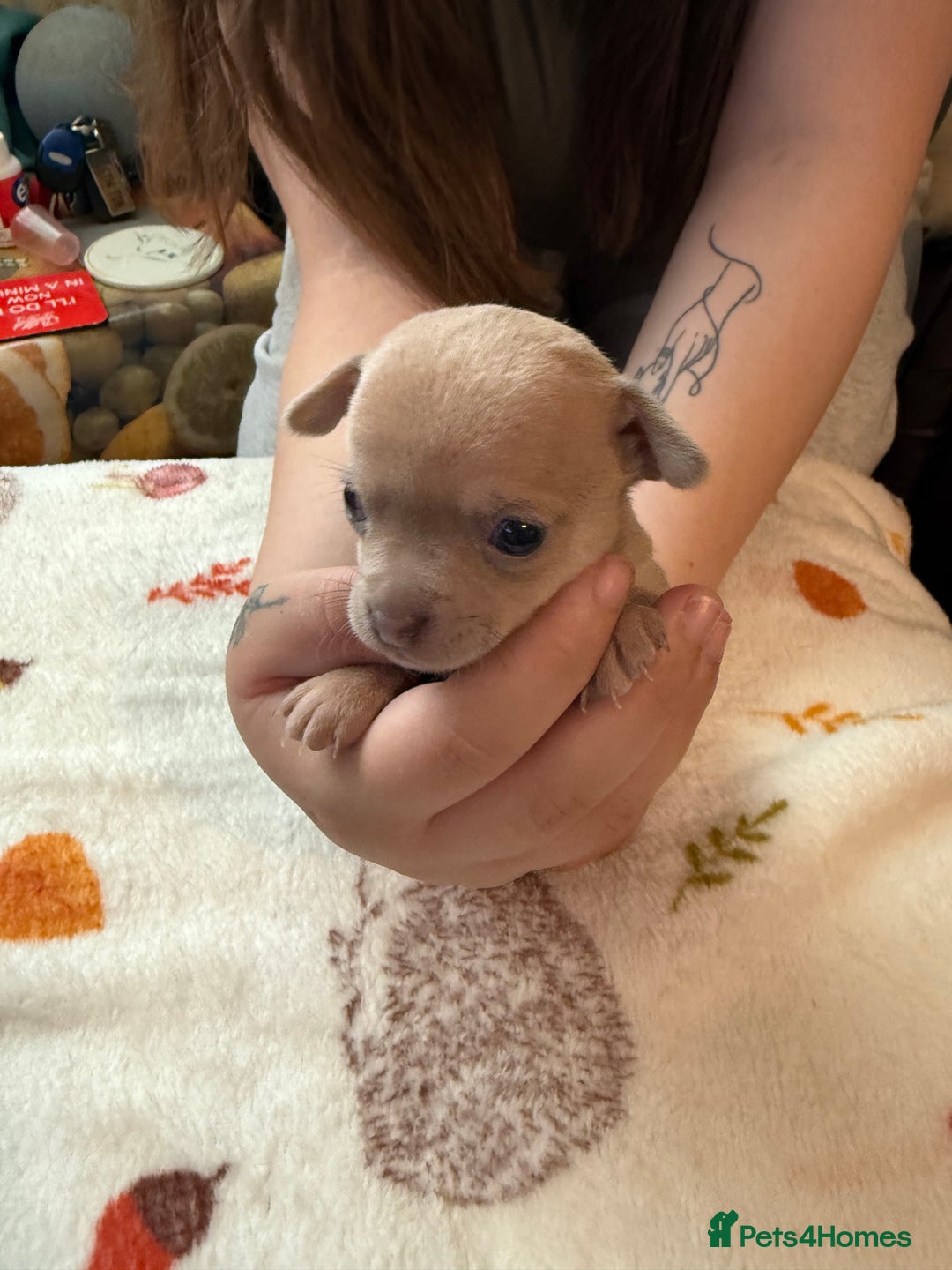 Chihuahua dogs for sale: Chihuahua puppies - Image 5