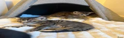 Mixed Breed cats for sale: 🐾 Adorable Kittens for Sale 🐾 - Advert 2