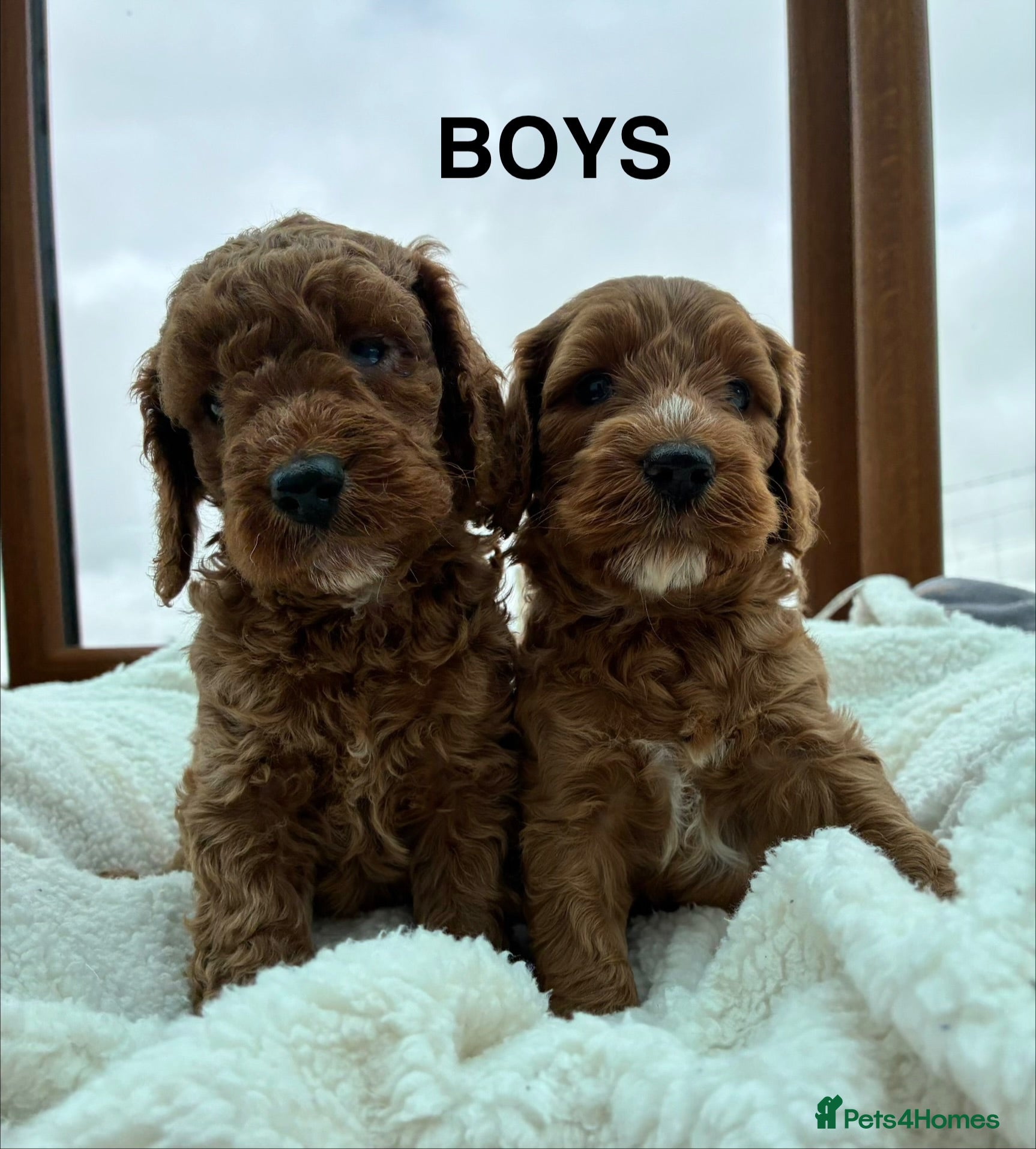 Cockapoo dogs F1b Cockapoo Puppies  - Advert 1