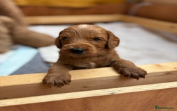Goldendoodle dogs for sale: Stunning F2B Goldendoodles - Image 14