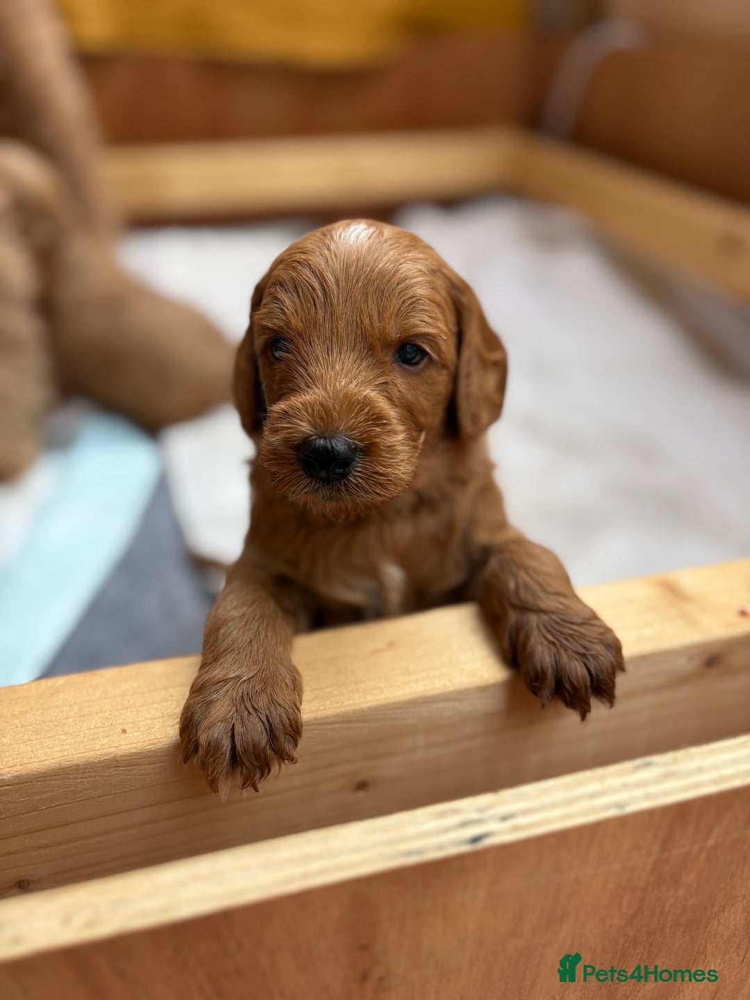 Goldendoodle dogs for sale: Stunning F2B Goldendoodles - Image 14