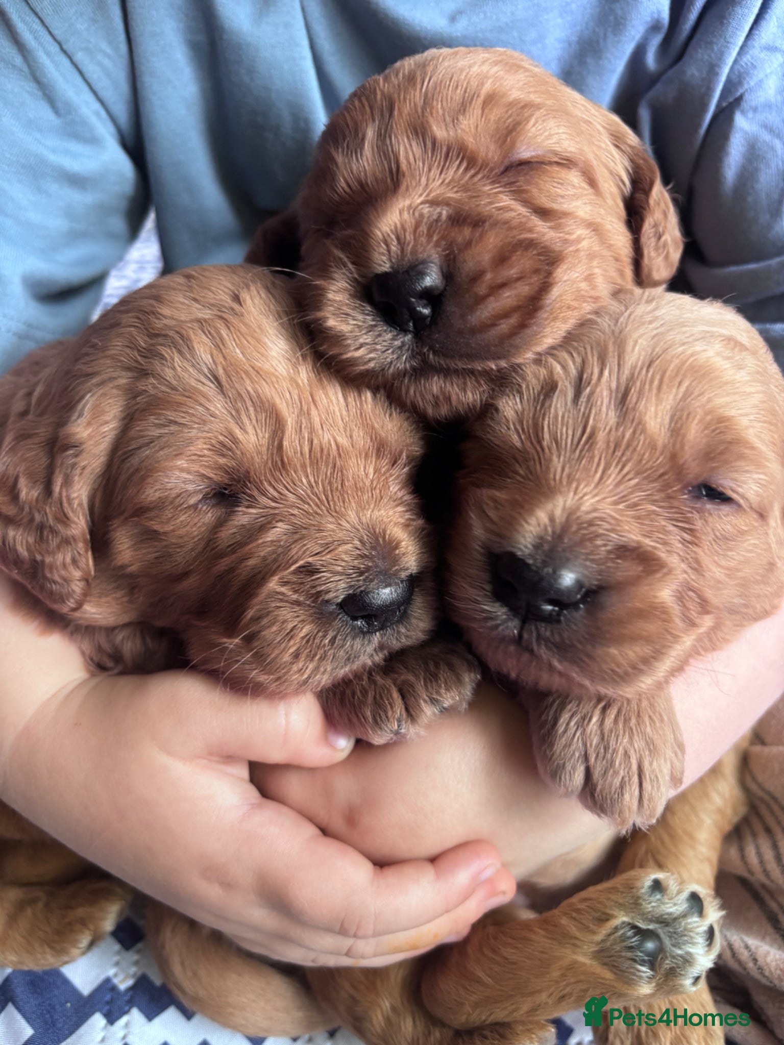 Mini Goldendoodle dogs for sale: F1 Medium sized Goldendoodles  - Advert 4