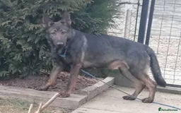 German Shepherd dogs for sale: German Shepherd Puppies - Image 34