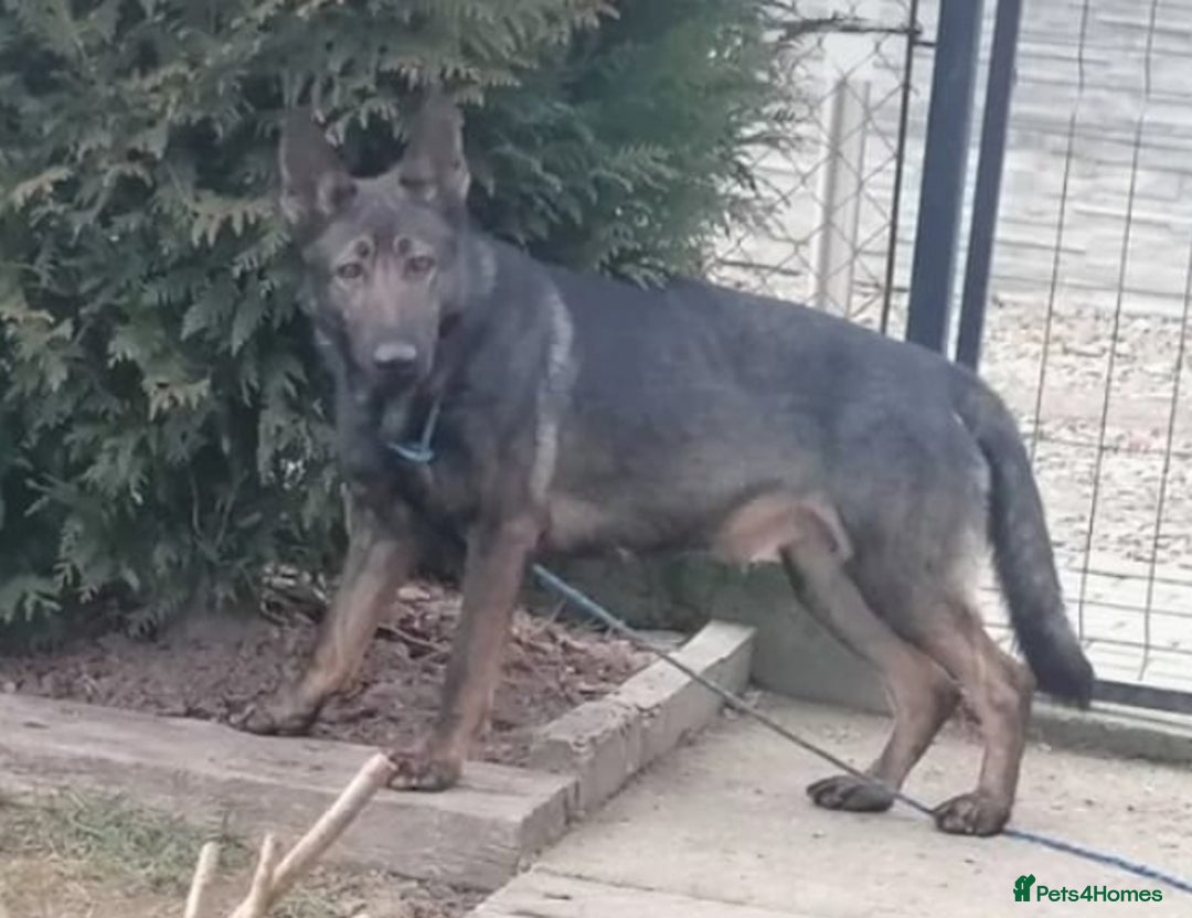 German Shepherd dogs for sale: German Shepherd Puppies - Image 34