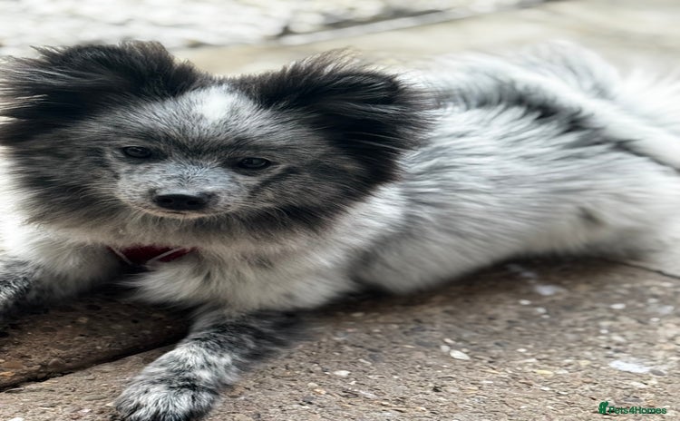 Pomeranian dogs - Advert 4
