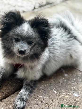 Pomeranian dogs - Advert 5