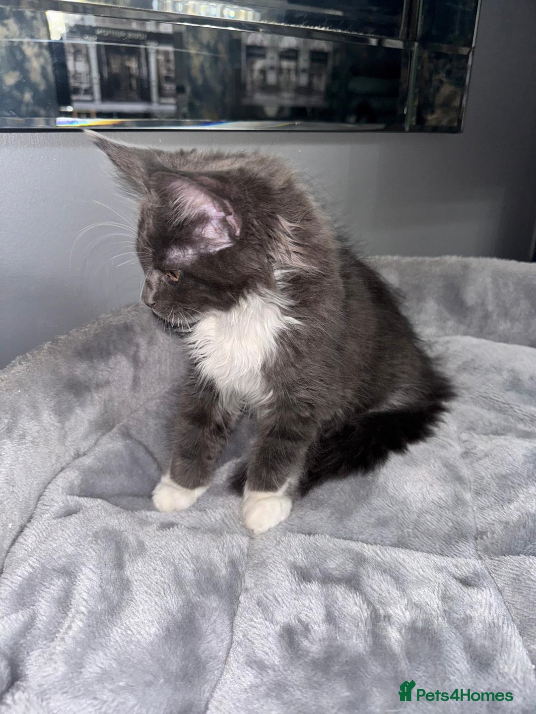 Maine Coon cats for sale: Stunning Maine Coon Girl Kittens Ready Now  - Image 6