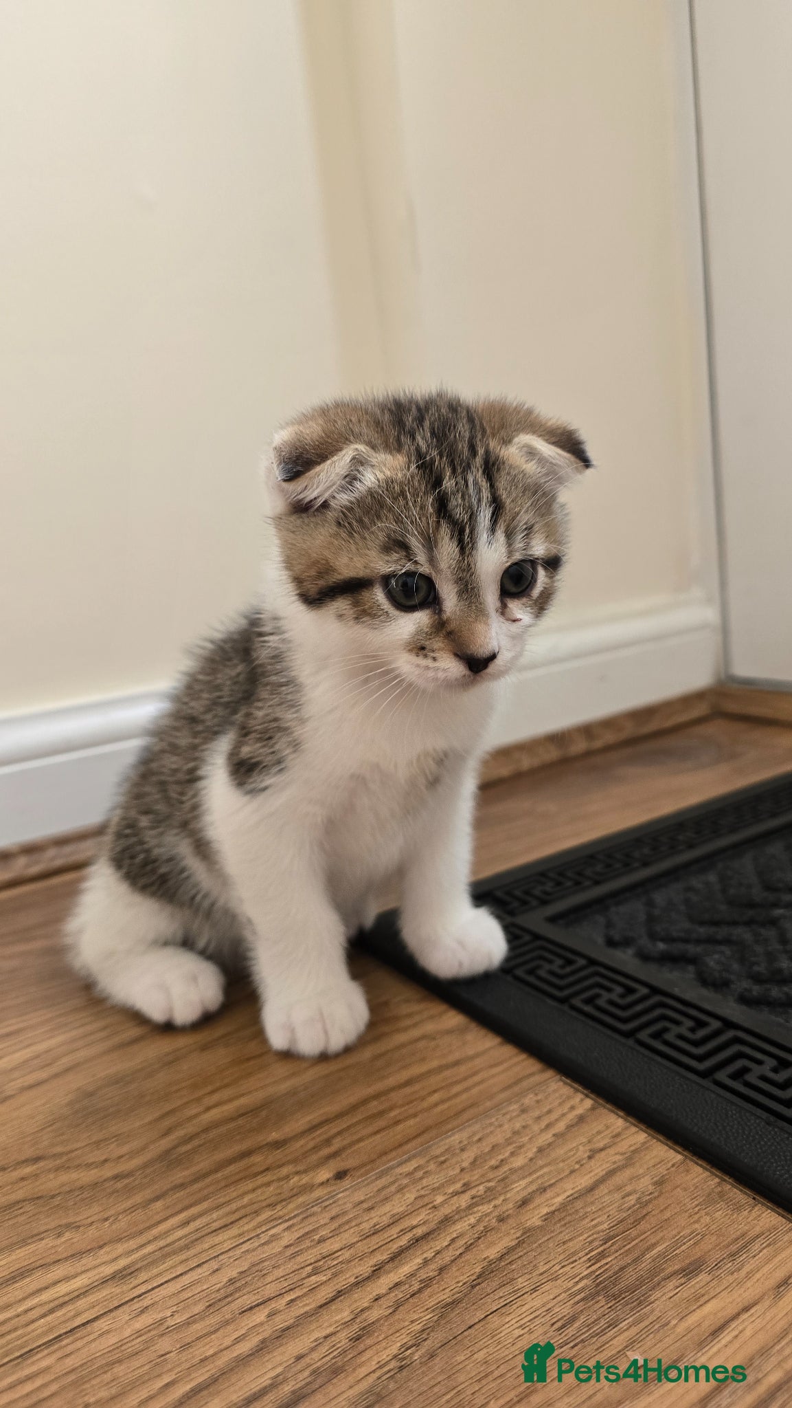 Scottish Fold cats 4 playful kittens - Advert 2
