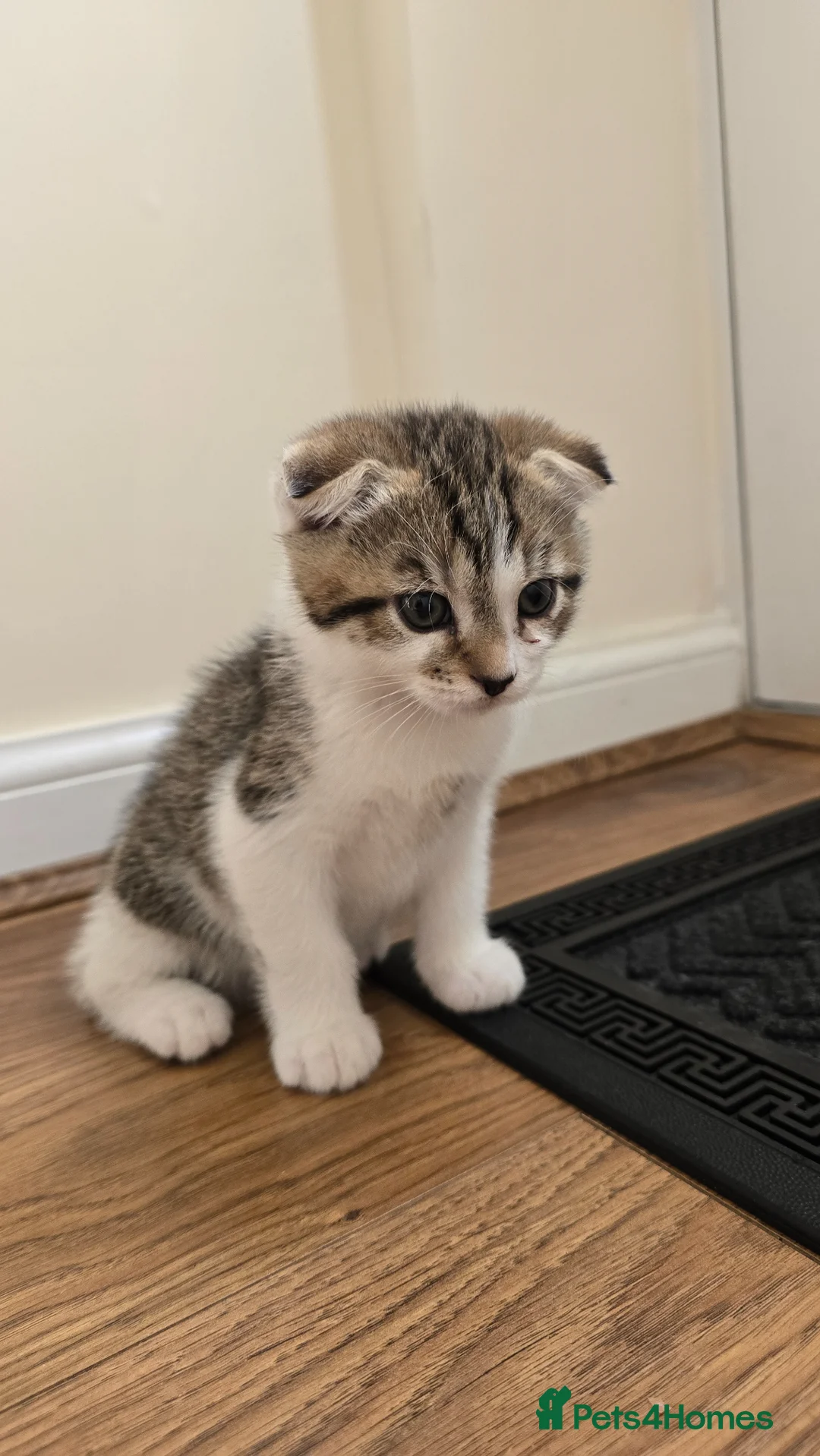 Scottish Fold cats for sale: 4 playful kittens - Advert 2