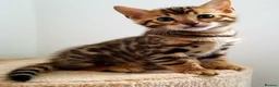 Bengal cats for sale: Clean, Healthy-Looking, and Charming Bengal Kitten in Birmingham - Advert 9