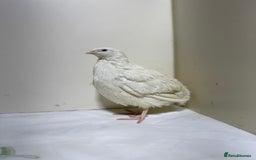 Quail poultry for sale: Quail male  - Advert 3