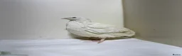 Quail poultry for sale: Mix Quails in different colours and sizes  - Advert 4