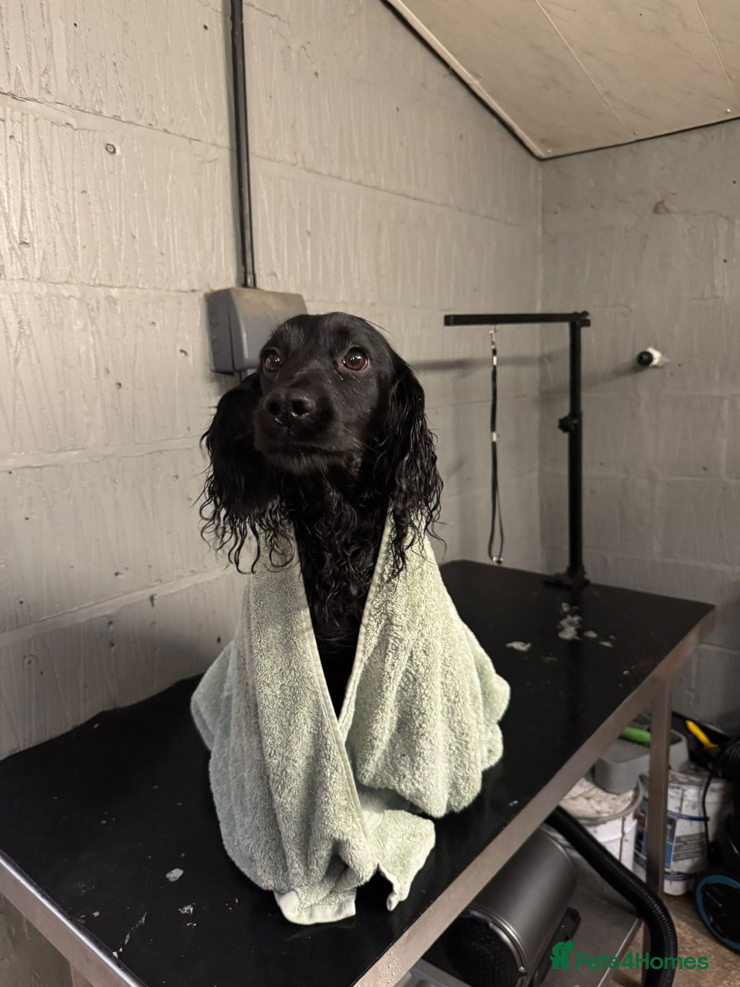 Cocker Spaniel dogs for sale: Cocker Spaniel Pups - Solid & Roan - Farlavale - Advert 33