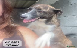 Mixed Breed dogs for adoption: Maya, 1 yr old approx, Available for adoption. - Image 8