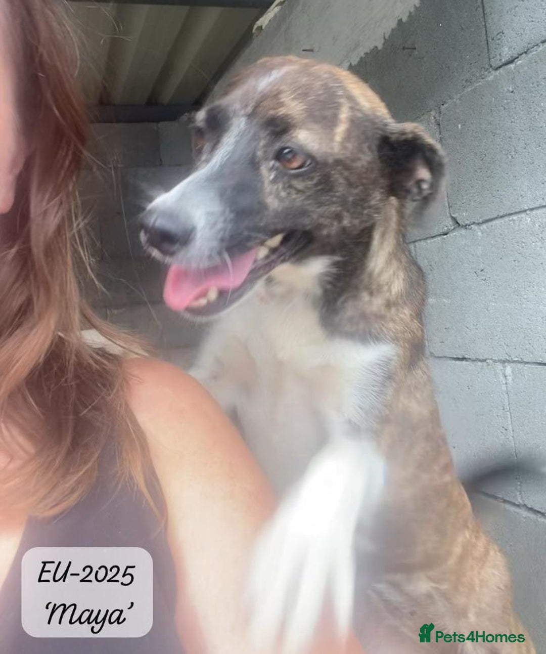 Mixed Breed dogs for adoption: Maya, 1 yr old approx, Available for adoption. - Image 8