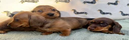 Miniature Dachshund dogs for sale: Quality miniature dachshunds  - Advert 8