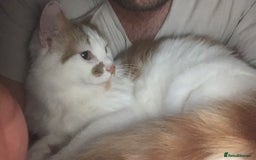 Mixed Breed cats for sale: 2 domestic shorthair/medium hair cats - Image 2