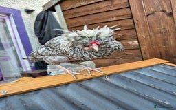 Chickens poultry for sale: Peking bantams and Polish bantams  - Image 4