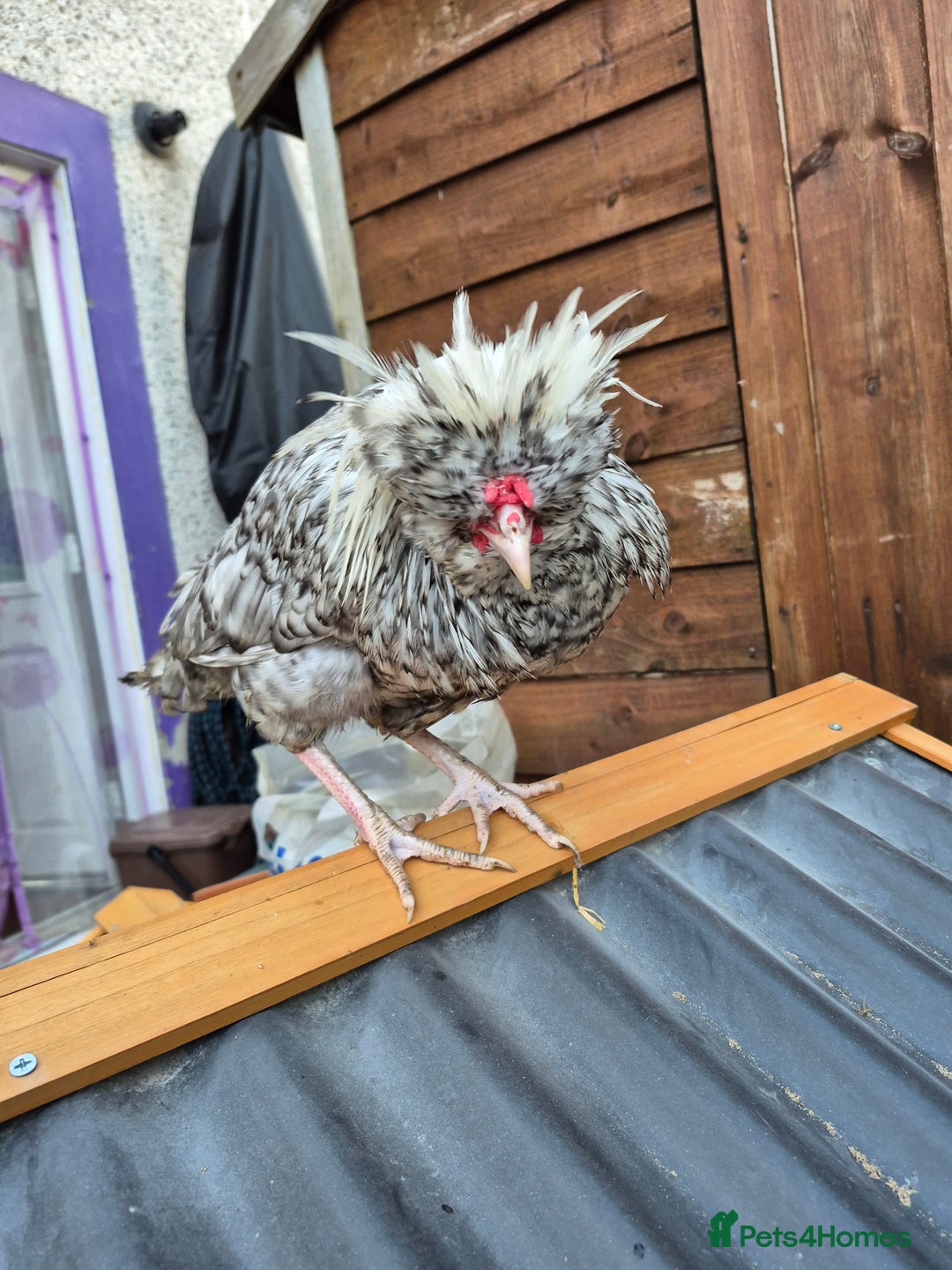 Chickens poultry for sale: Peking bantams and Polish bantams  - Image 4