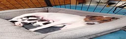 Parson Russell dogs for sale: Beautiful Parsons Jack Russell Terrier Puppies - Advert 8
