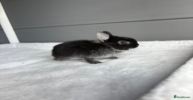 Netherland Dwarf rabbits - Advert 10