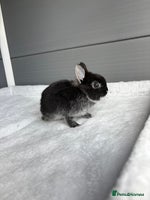 Netherland Dwarf rabbits - Advert 5