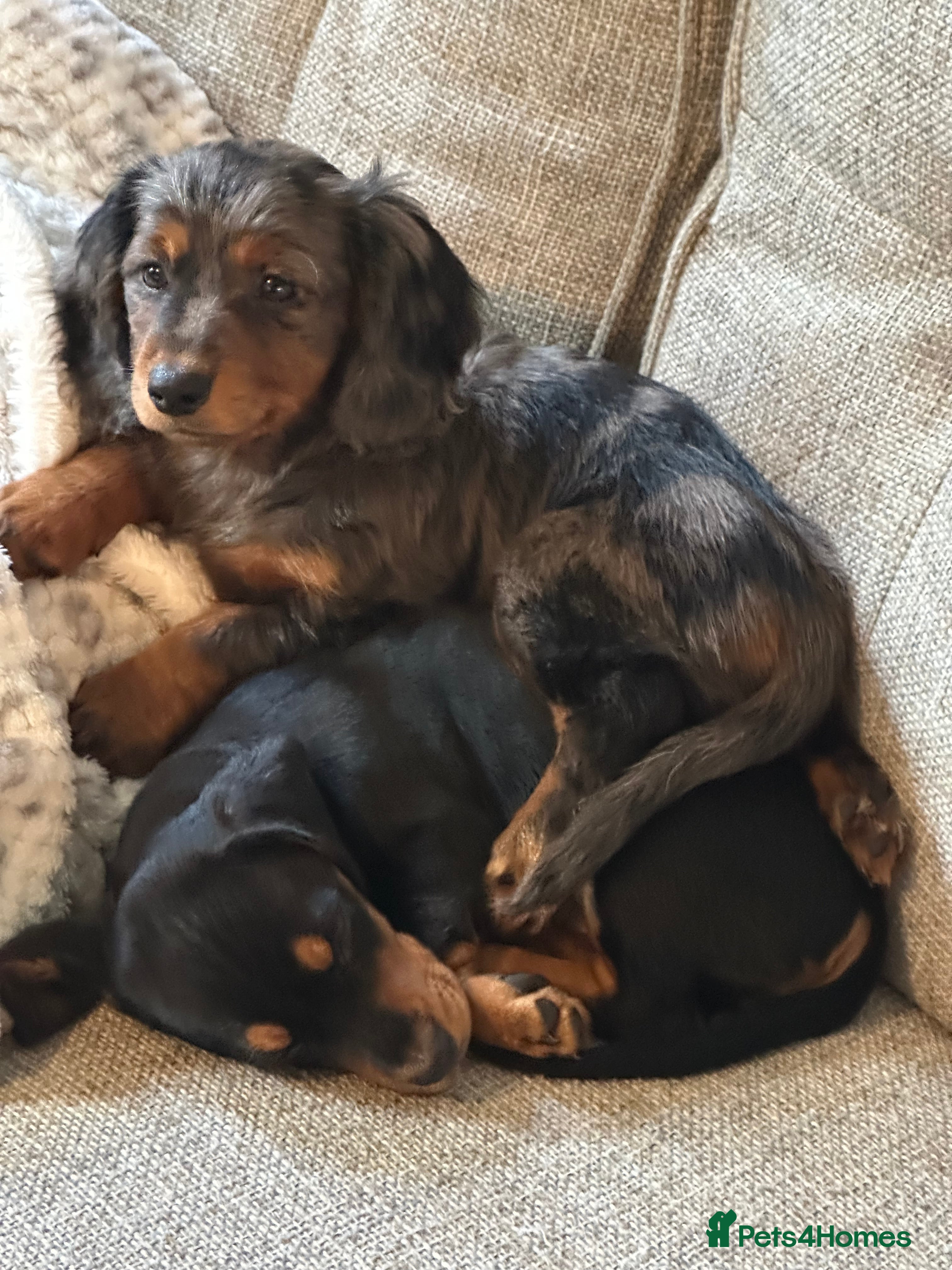Mixed Breed dogs 2 dachshund and cocker spaniel girl puppies  - Advert 1