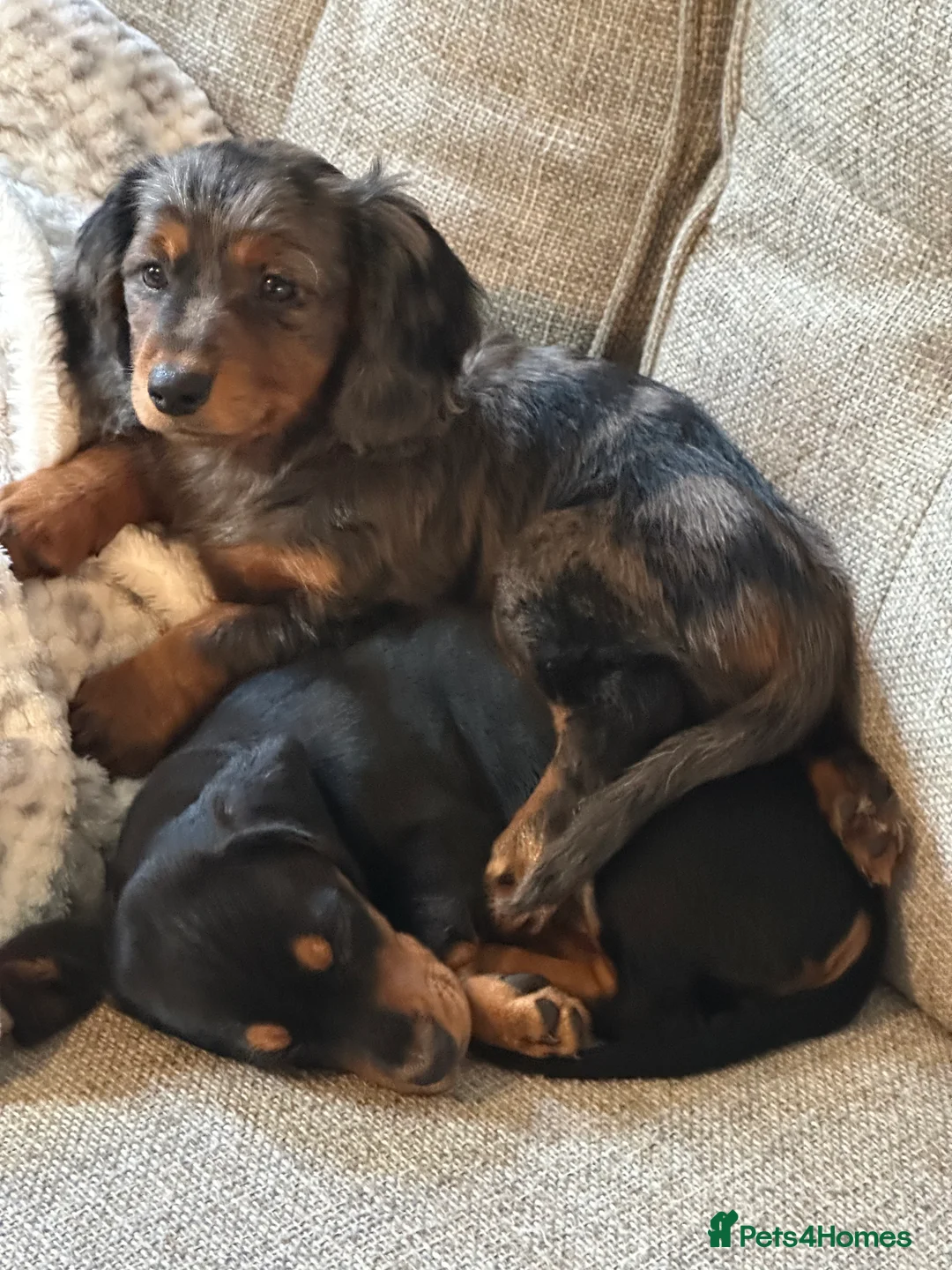 Mixed Breed dogs for sale: 2 dachshund and cocker spaniel girl puppies  - Advert 1