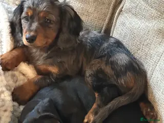 Mixed Breed dogs 2 dachshund and cocker spaniel girl puppies - Advert 1