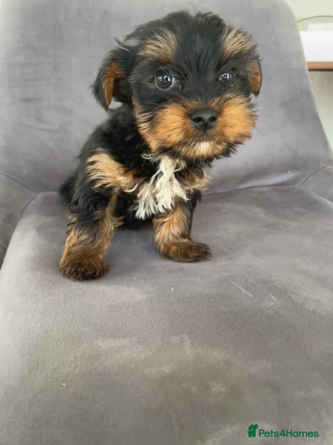 Yorkshire Terrier dogs for sale: 💖one beautiful tiny girl left 💖 - Image 19
