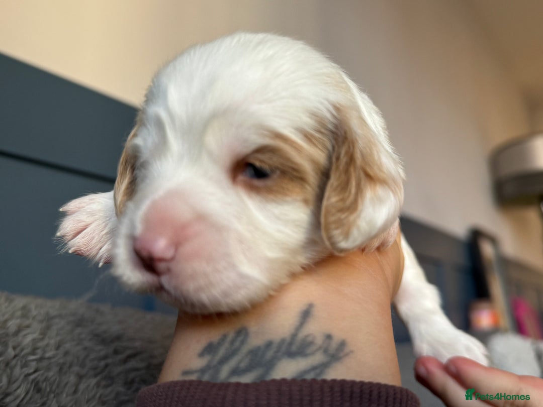 Cockapoo dogs for sale: Gorgeous F2B Cockapoo puppies  - Image 15