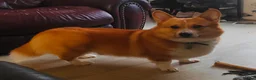 Welsh Corgi Pembroke dogs for stud: Welsh Pembrokeshire corgi in Martock - Advert 2