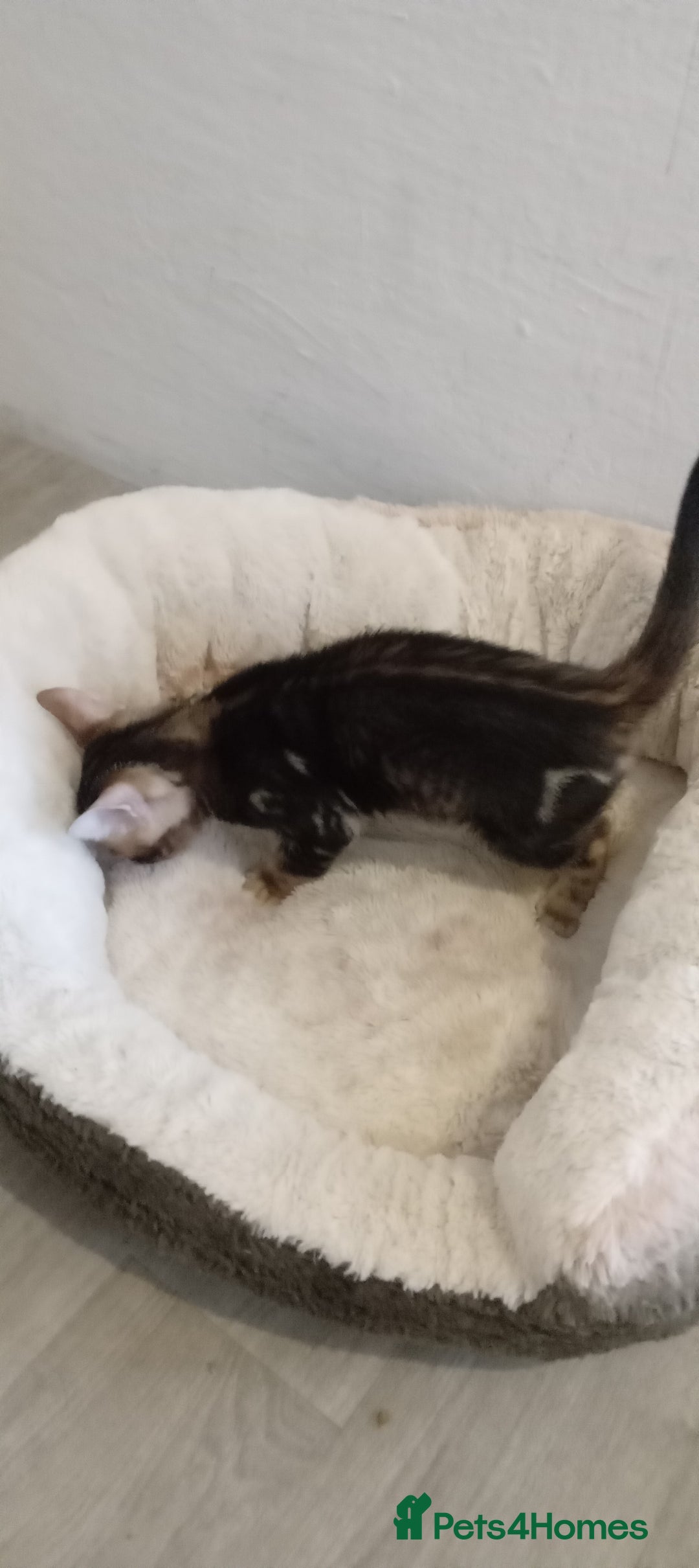Bengal cats for sale: Pedigree Bengal Kittens - Image 23
