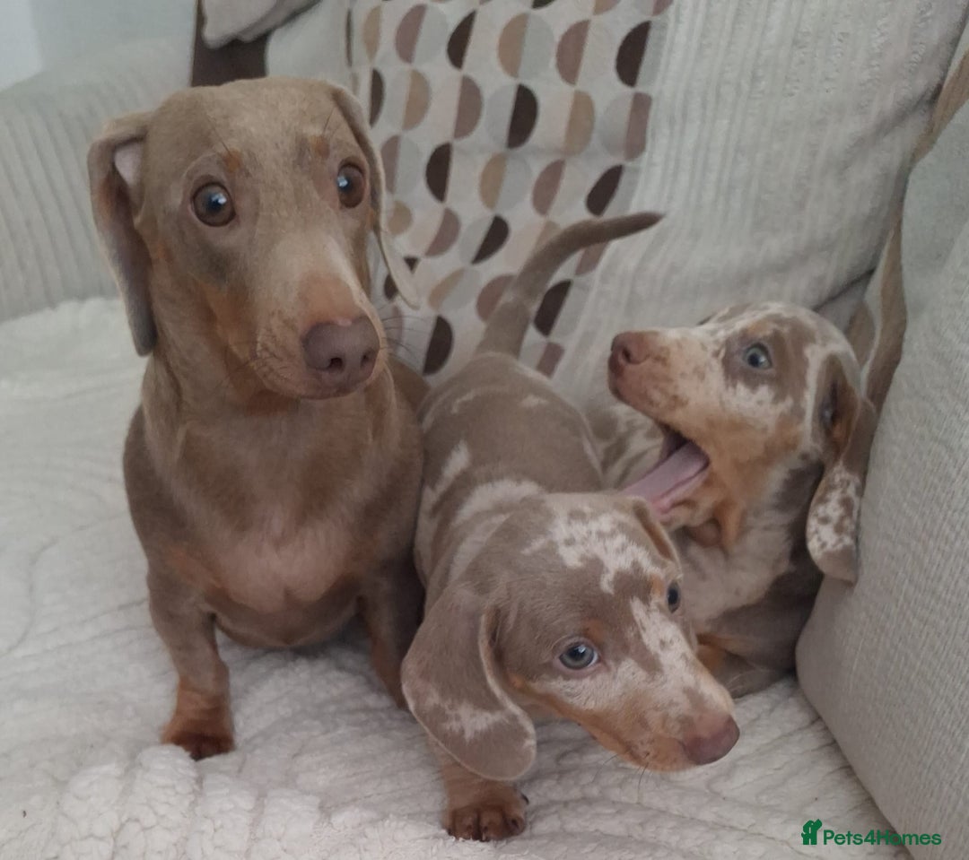 Miniature Dachshund dogs for sale: Adorable KC registered mini dachsund pups - Image 19
