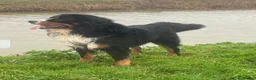 Mixed Breed dogs for sale: Gorgeous chunky Labernese pups   - Advert 22
