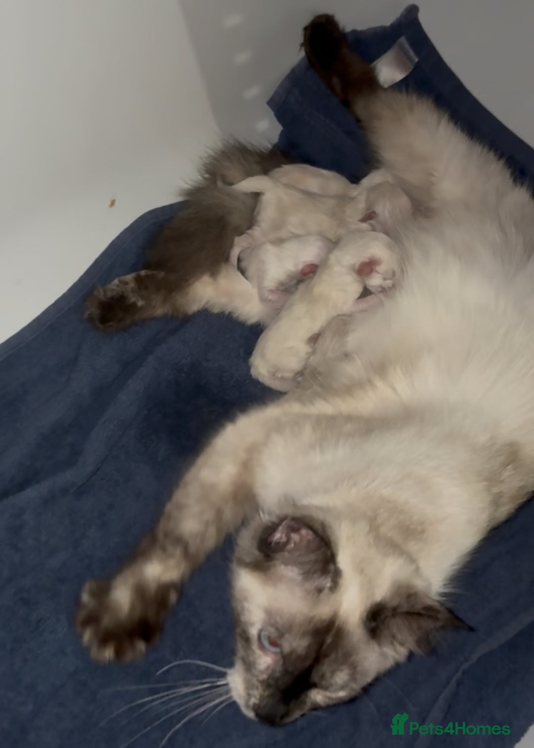 Ragamese cats for sale: Ragamese - Ragdoll x Siamese adorable kittens  - Image 10