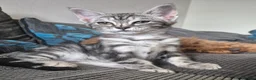 Savannah cats for sale: Savannah female  - Advert 2